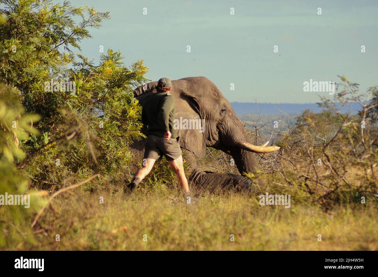 Les parcs nationaux de l'Australie méridionale effectuent régulièrement des tests pour détecter la présence de la souche humaine de tubercolose dans les éléphants du parc national Kruger Banque D'Images