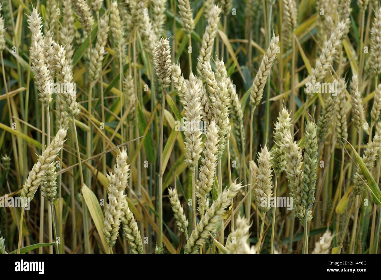 Champ de grain mûr et lumineux. Blé jaune contre le ciel bleu. Bannière de la période de récolte. Gros plan de l'oreille de blé, seigle, orge, mil. Agriculture Banque D'Images