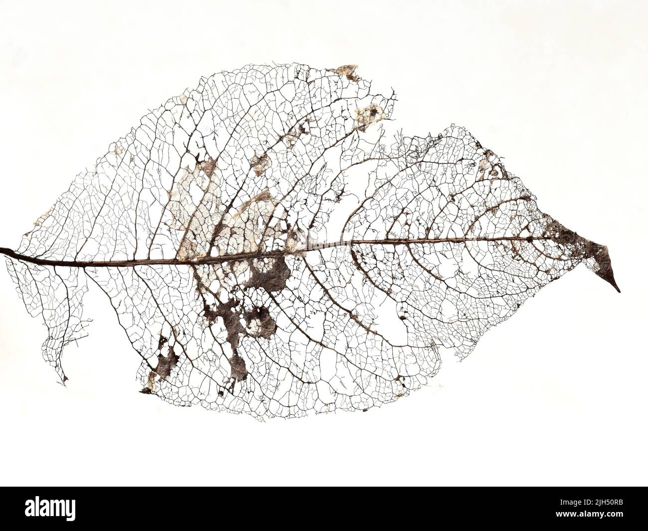 Gros plan sur une feuille en décomposition morte ancienne sur fond blanc Banque D'Images