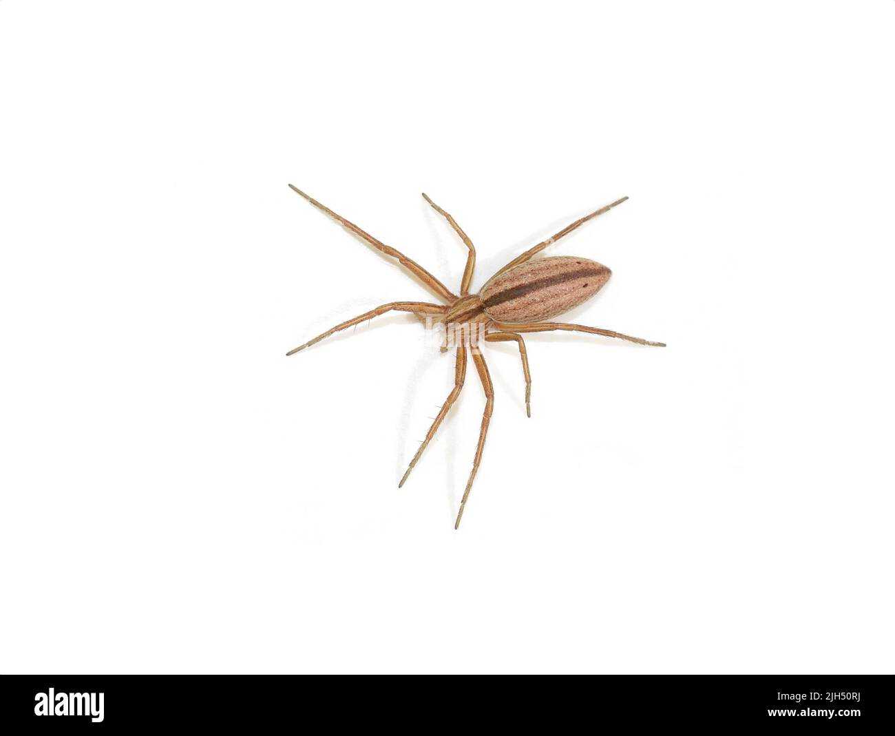 L'araignée de course oblongue Tibellus oblongus isolée sur fond blanc Banque D'Images