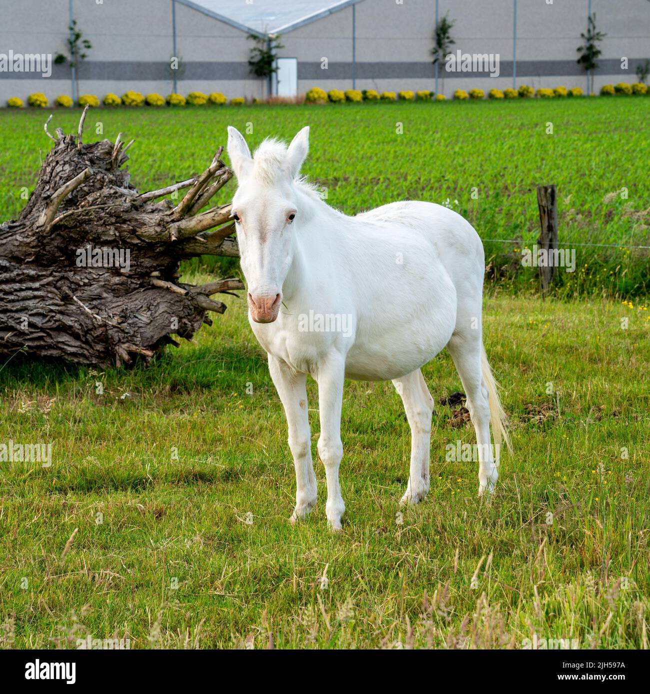 Gros plan portrait d'un cheval blanc Banque D'Images