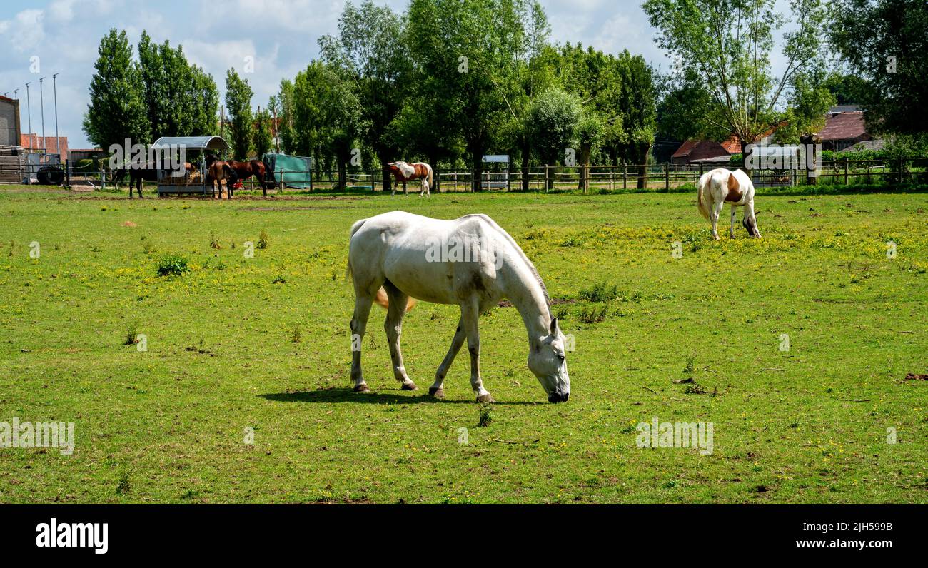 Gros plan portrait d'un cheval blanc Banque D'Images