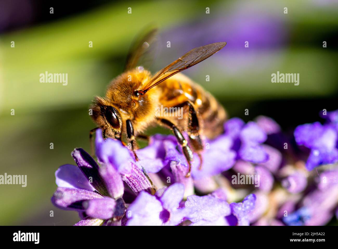 Abeille à miel de lavande Banque D'Images