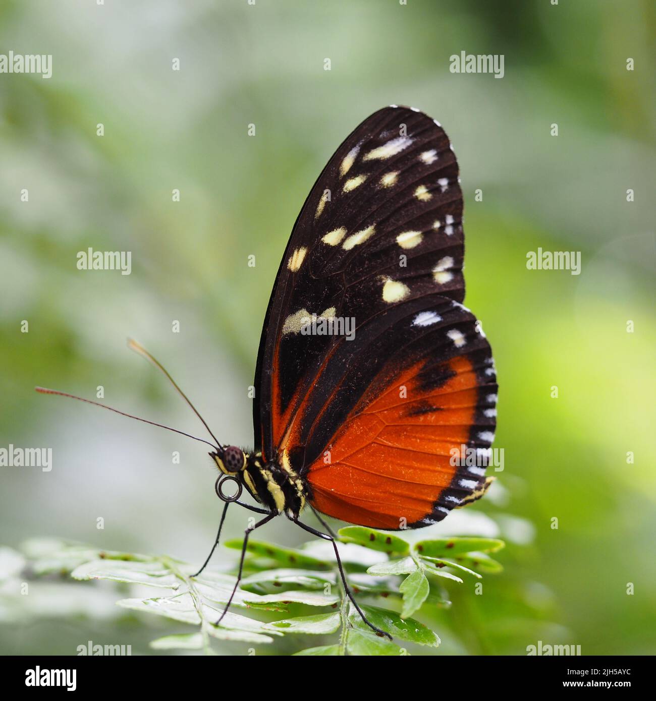 Schmetterling (Admiral) im Detail Banque D'Images