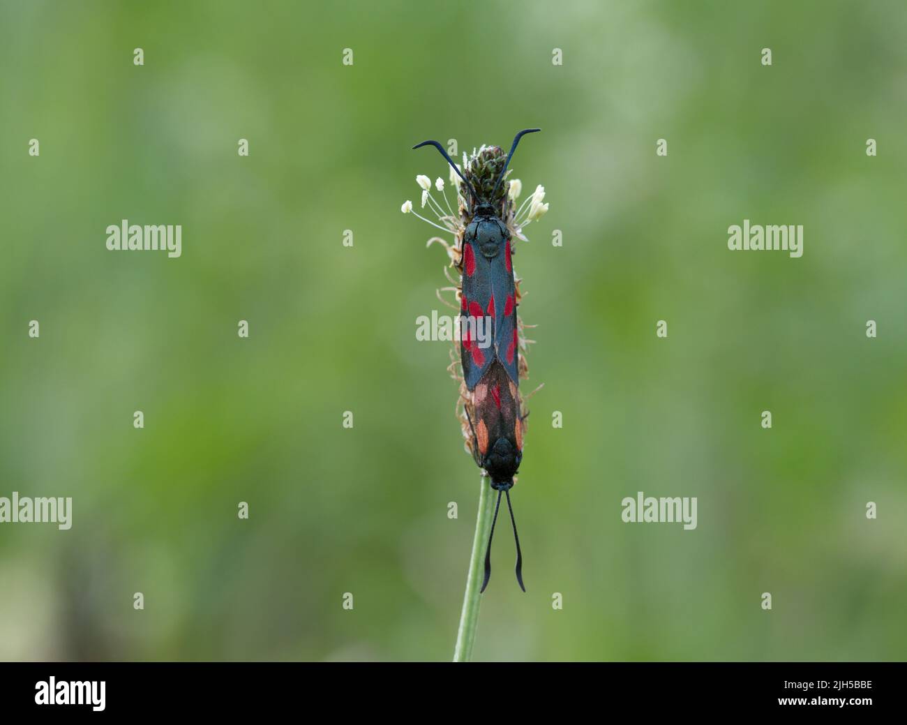 Papillon sur une fleur en été Banque D'Images