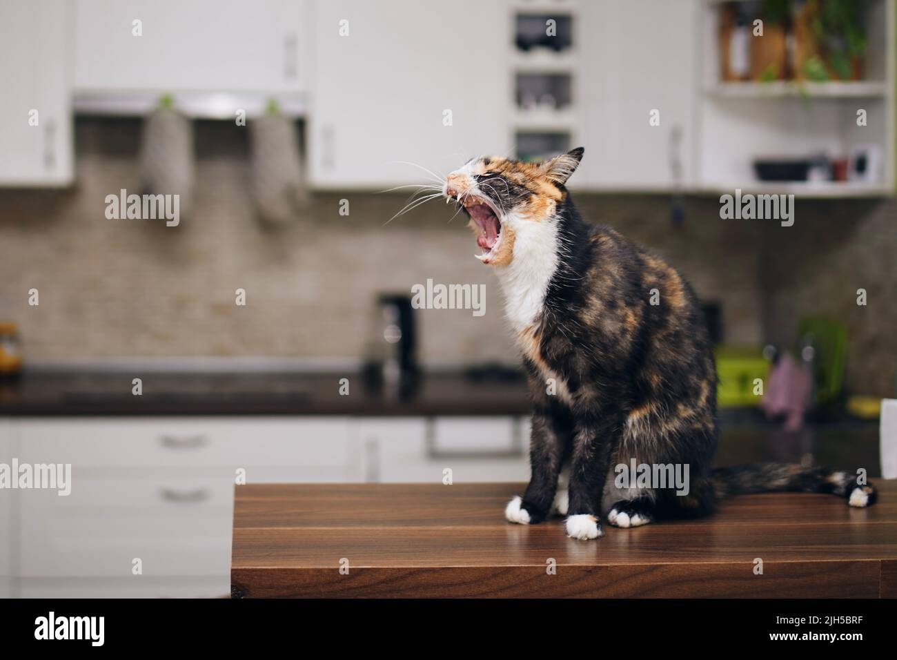 Chat tabby affamé assis sur une table et des yawns en attendant de se nourrir à la cuisine maison. Banque D'Images