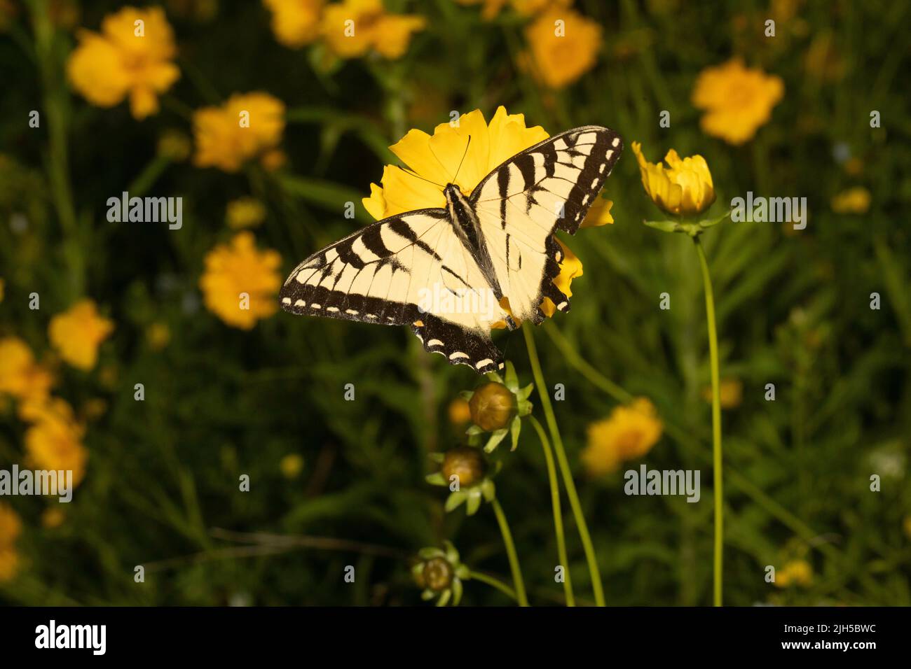 Hirondelles de tigre - Papilio glaucus Banque D'Images