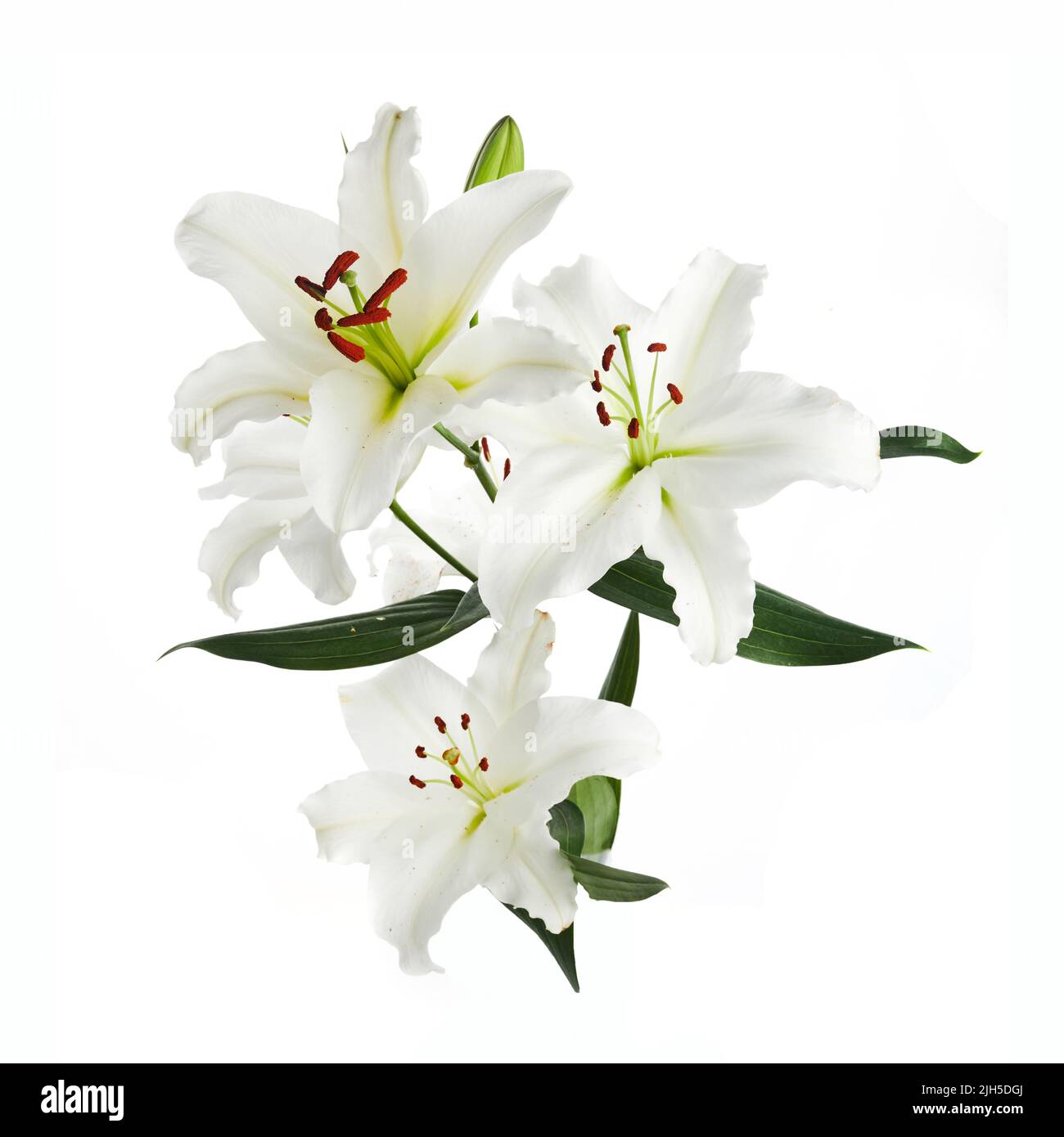Bouquet de lys légers isolés sur fond blanc. Banque D'Images