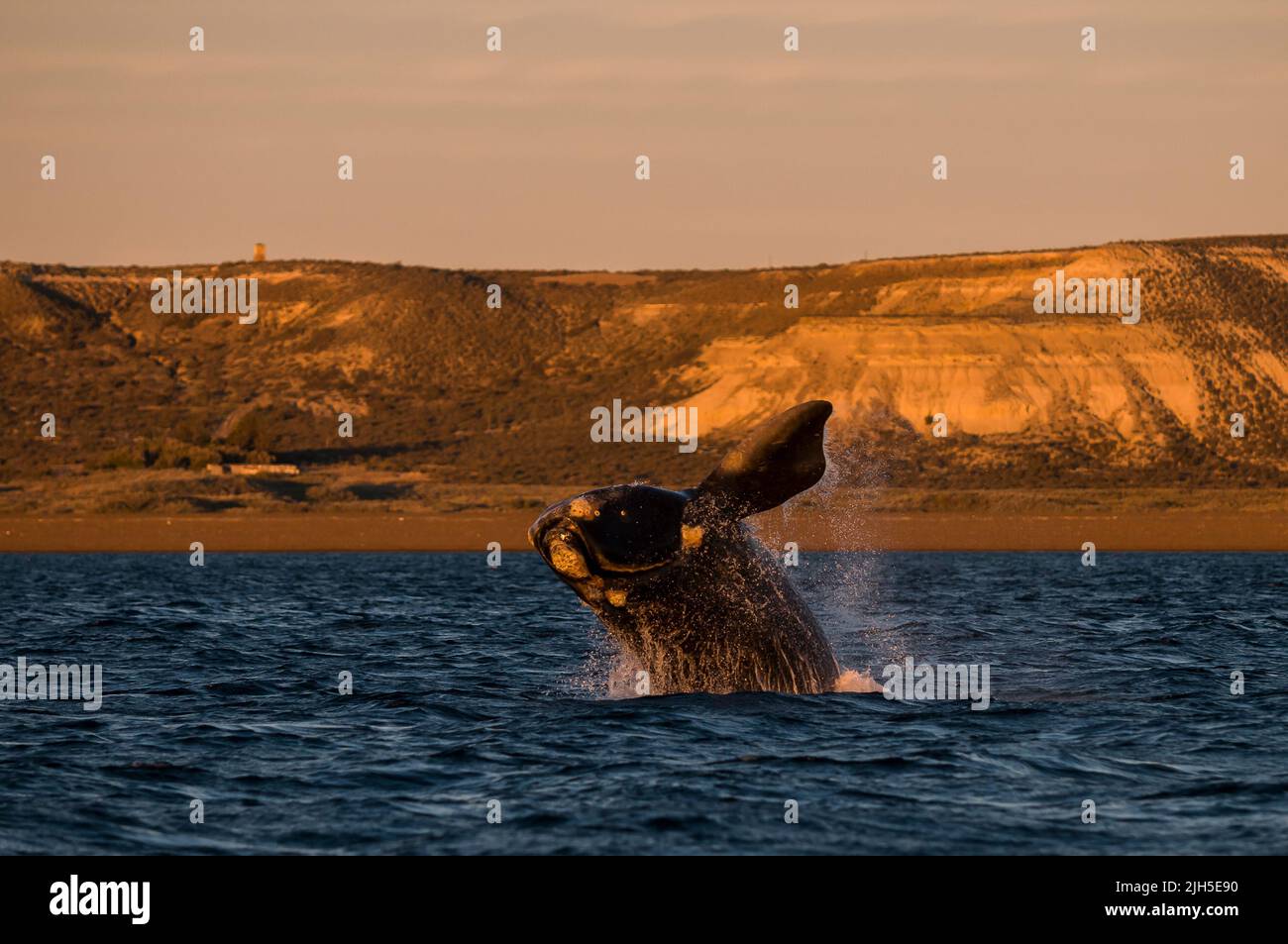 Saut à la baleine noire du sud, Peninsula Valdes, site classé au patrimoine mondial de l'UNESCO, Patagonie, Argentine. Banque D'Images