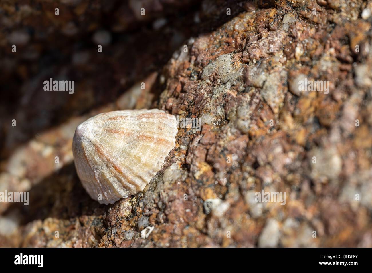 Animaux de compagnie. Escargot de mer aquatique coincé sur un rocher sur la côte britannique à marée basse. Banque D'Images