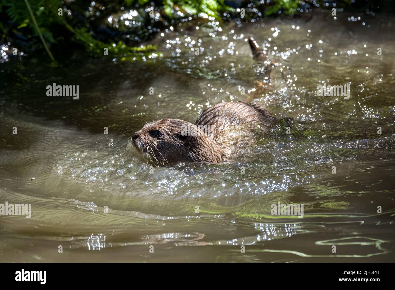 Deux loutres asiatiques à petit clawed, Lutra lutra nageant et jouant à la lutte sur une rive de rivière avec de l'eau claire dans les îles britanniques. Banque D'Images