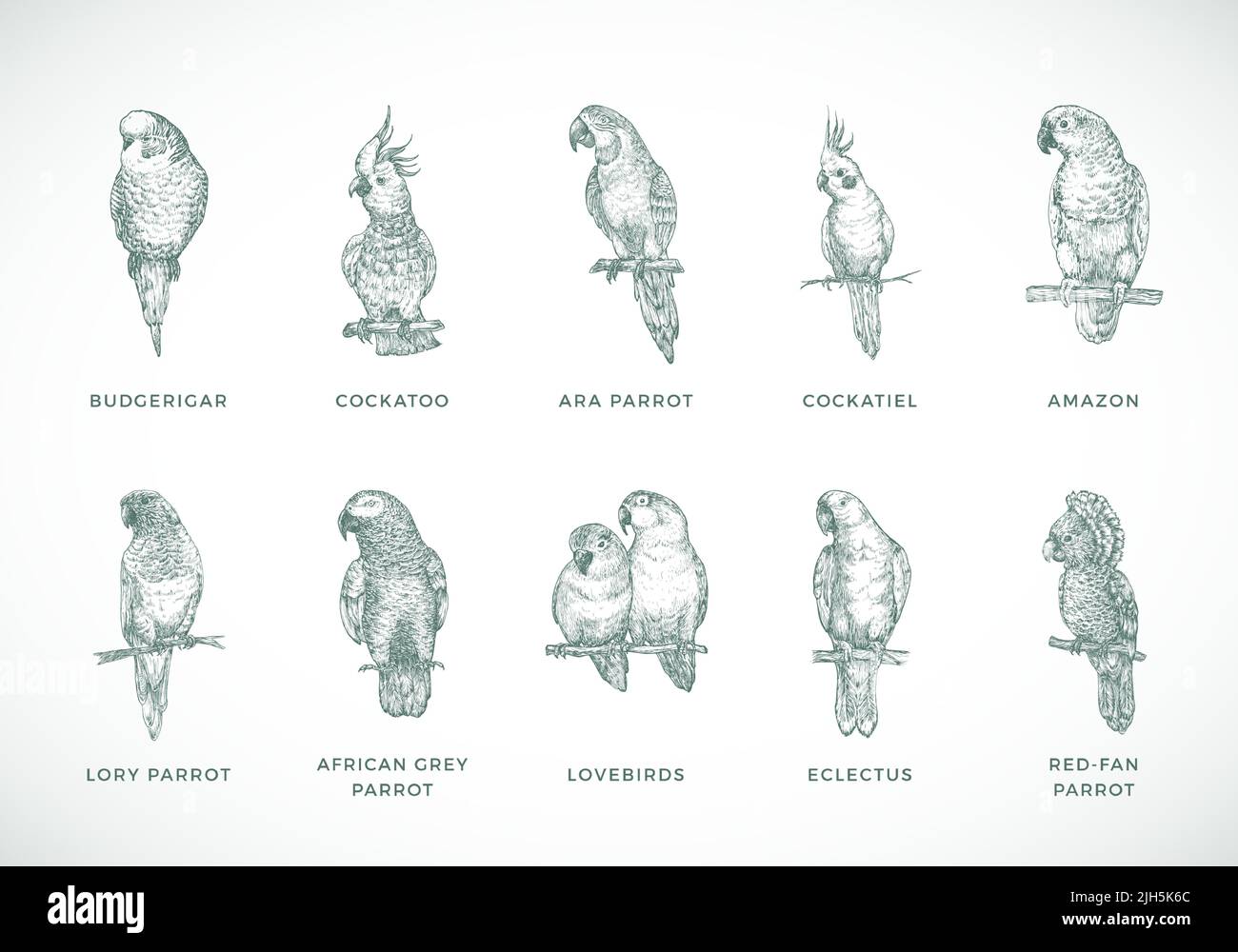 Jeu d'illustrations d'espèces de perroquets vectoriels dessinés à la main. Collection d'oiseaux races esquisse Silhouettes isolées Illustration de Vecteur
