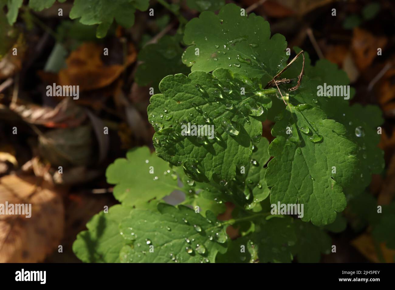 Chelidonium majus, rosée sur les feuilles, automne Banque D'Images