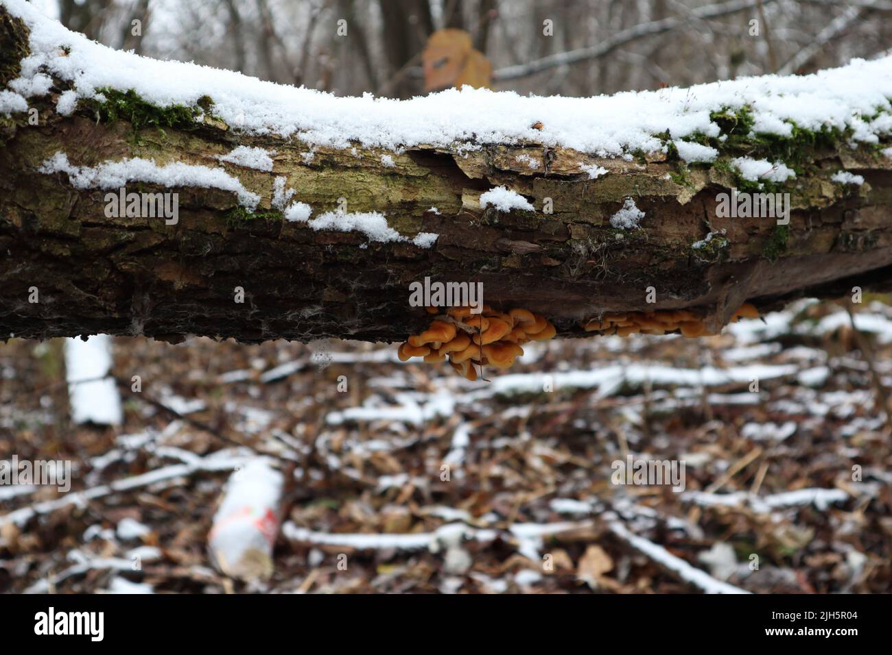 Queue de velours sous l'arbre dans la forêt d'hiver Banque D'Images