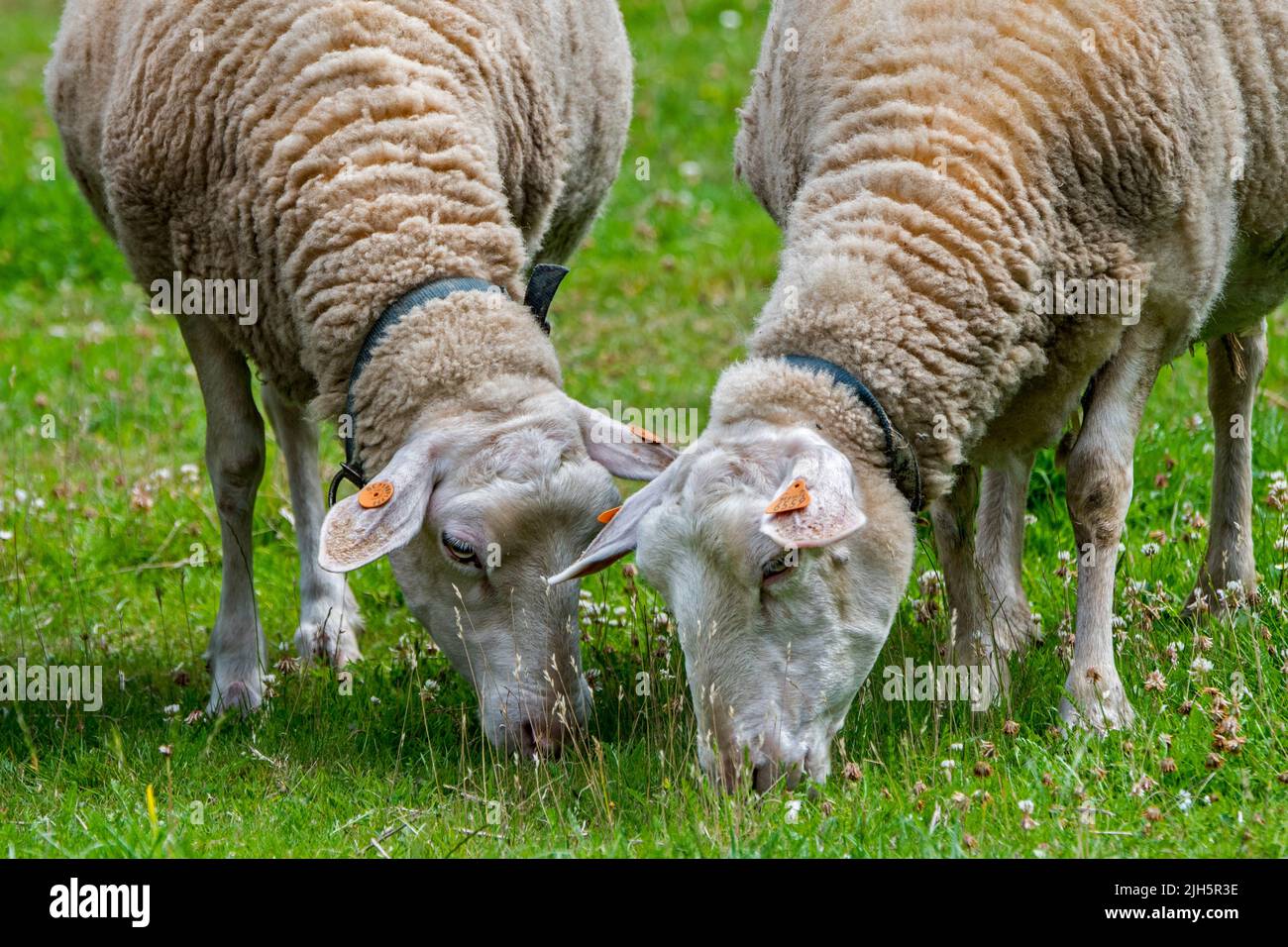 Deux moutons laitiers blancs marqués avec des marques d'épis et des marques d'épis qui broutent l'herbe dans les prairies / les champs / les prairies à la ferme Banque D'Images