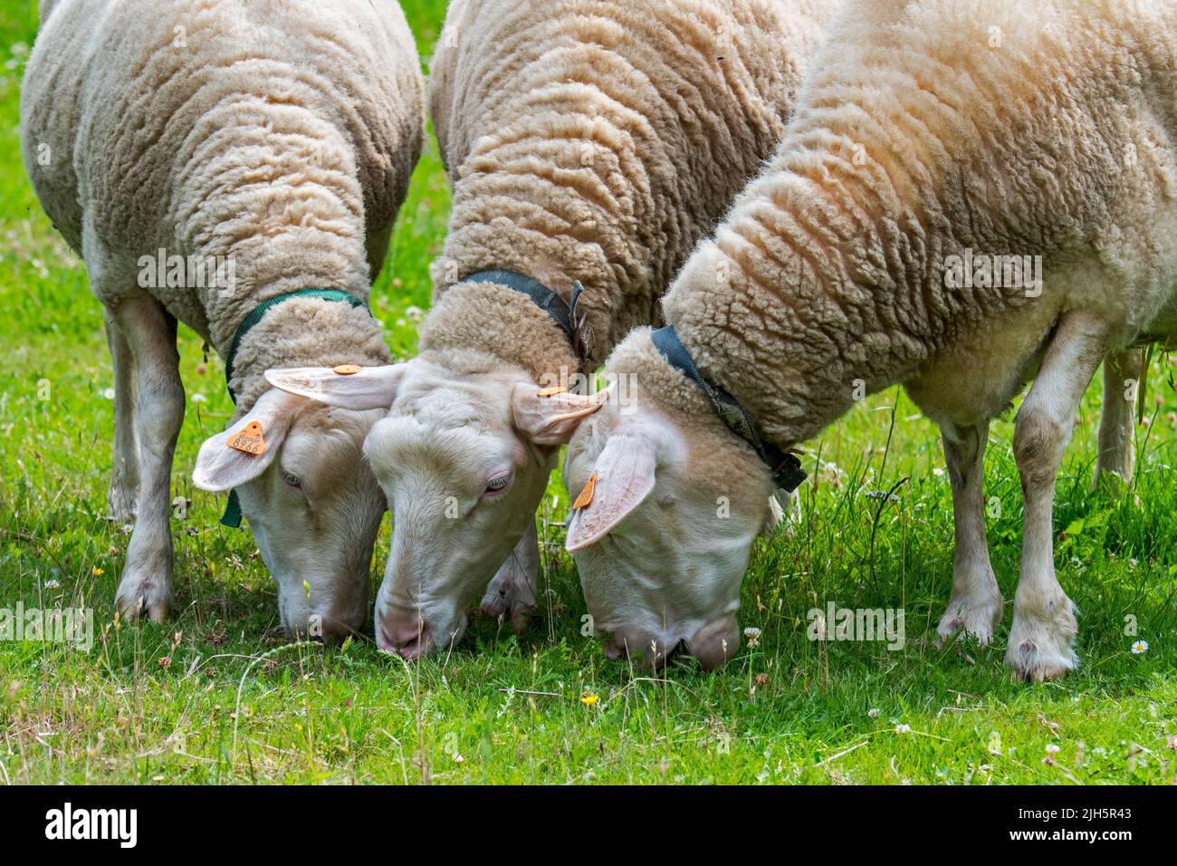 Trois moutons laitiers blancs balisés paissant de l'herbe dans les prairies / champs / prairies à la ferme Banque D'Images