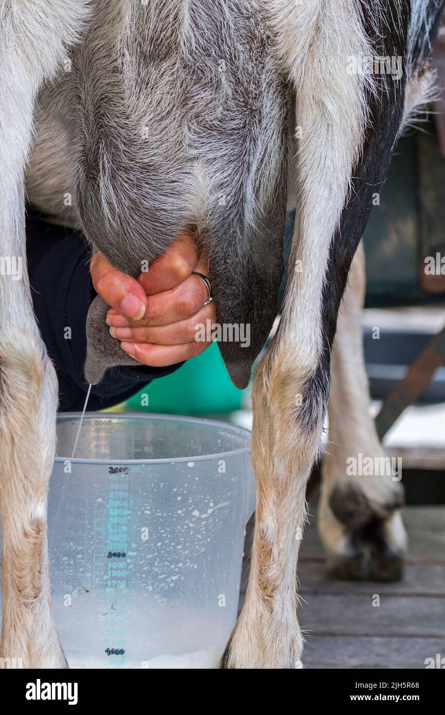 La femme traite la chèvre en massant et en tirant sur les tétines du pis, en épiquant le lait dans un pichet Banque D'Images