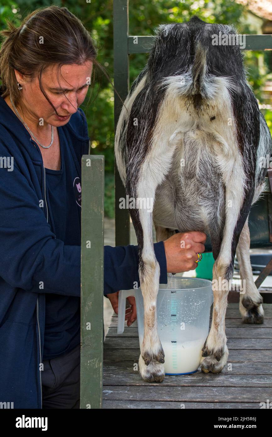Fermier traite la chèvre en massant et en tirant sur les tétines du pis, en écurant le lait dans un pichet Banque D'Images