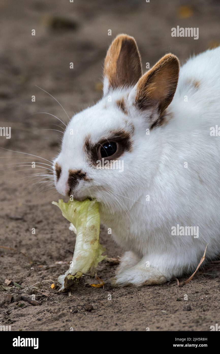 Gros plan de lapin nain blanc domestique / lapin animal (Oryctolagus cuniculus domesticus) mangeant des feuilles de laitue au zoo pour animaux de compagnie / ferme pour enfants Banque D'Images