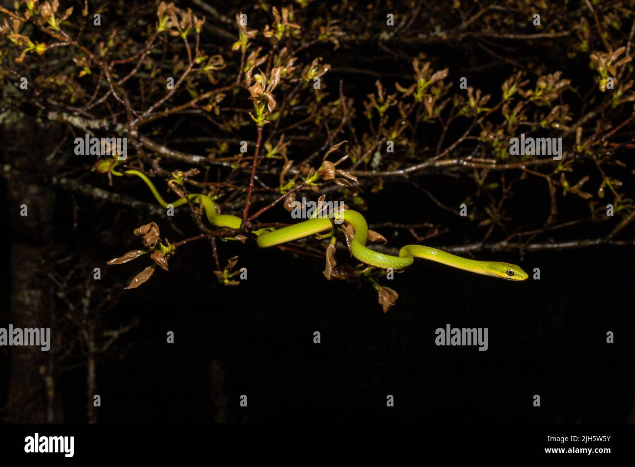Serpent vert rugueux - Opheodrys aestivus Banque D'Images