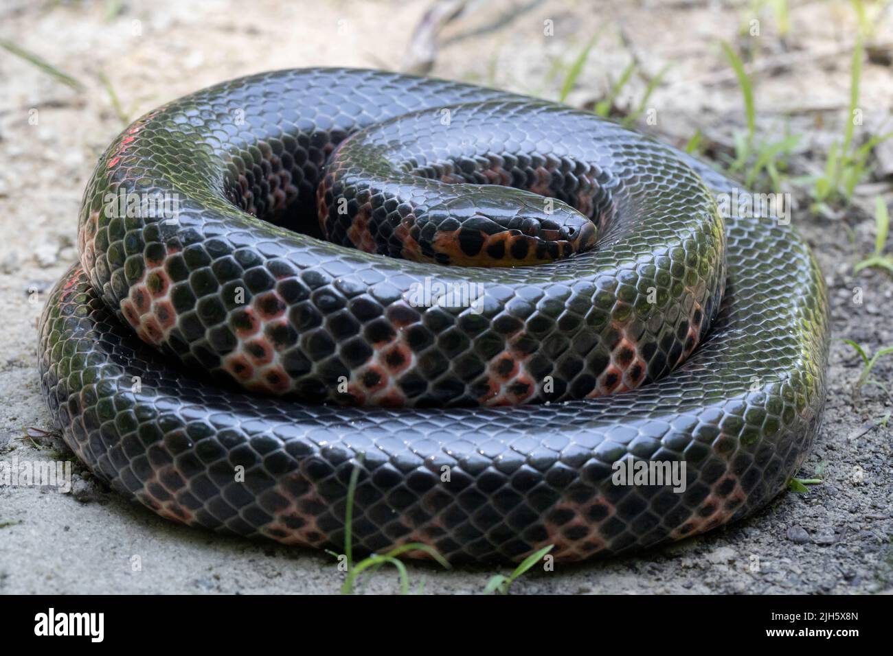 Serpent de boue de l'est - Farancia abacura Banque D'Images