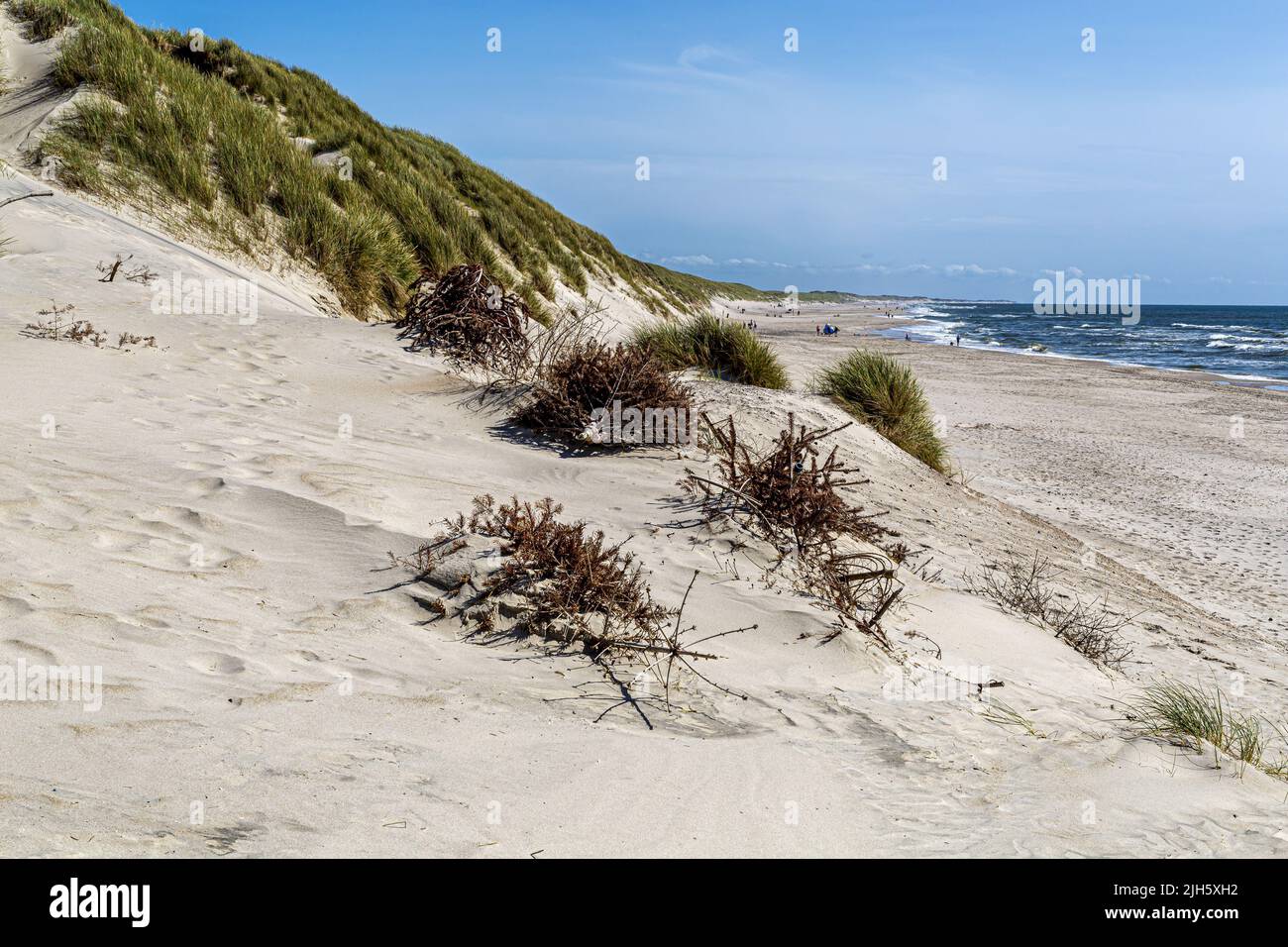 Pour amortir la dérive du sable et la dégradation des dunes, les arbres de Noël sont recyclés comme brise-vent. C'est une tradition que les arbres de Noël utilisés sont col Banque D'Images