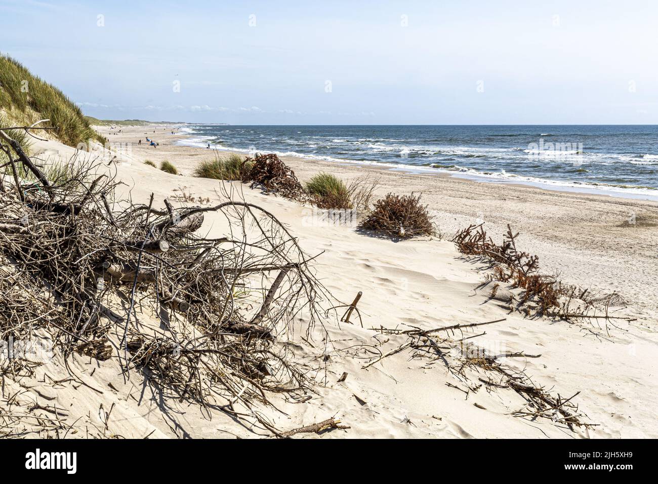 Pour amortir la dérive du sable et la dégradation des dunes, les arbres de Noël sont recyclés comme brise-vent. C'est une tradition que les arbres de Noël utilisés sont col Banque D'Images