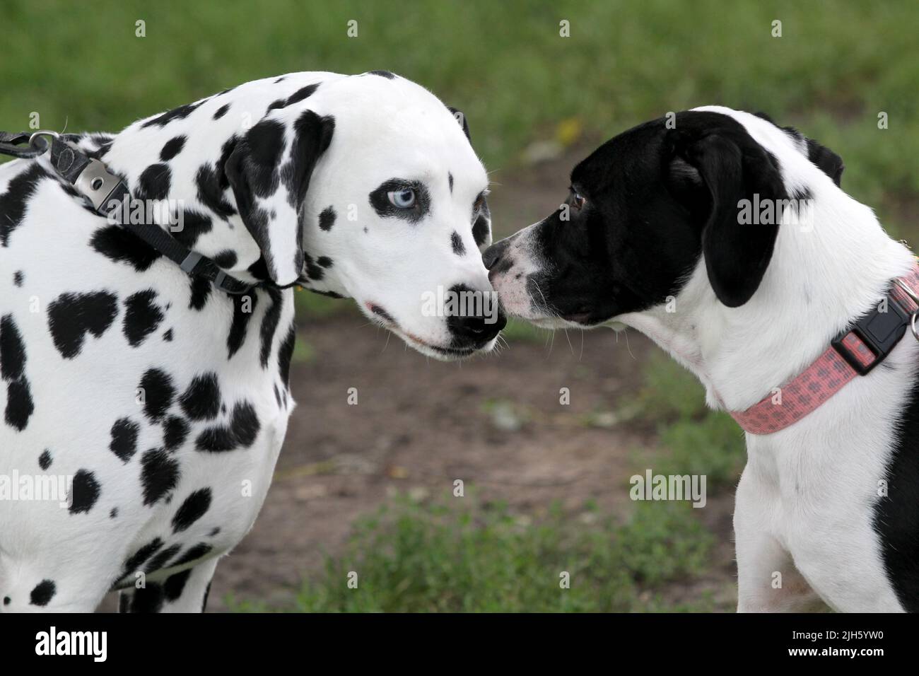 Deux chiens interagissent après la première rencontre. Banque D'Images