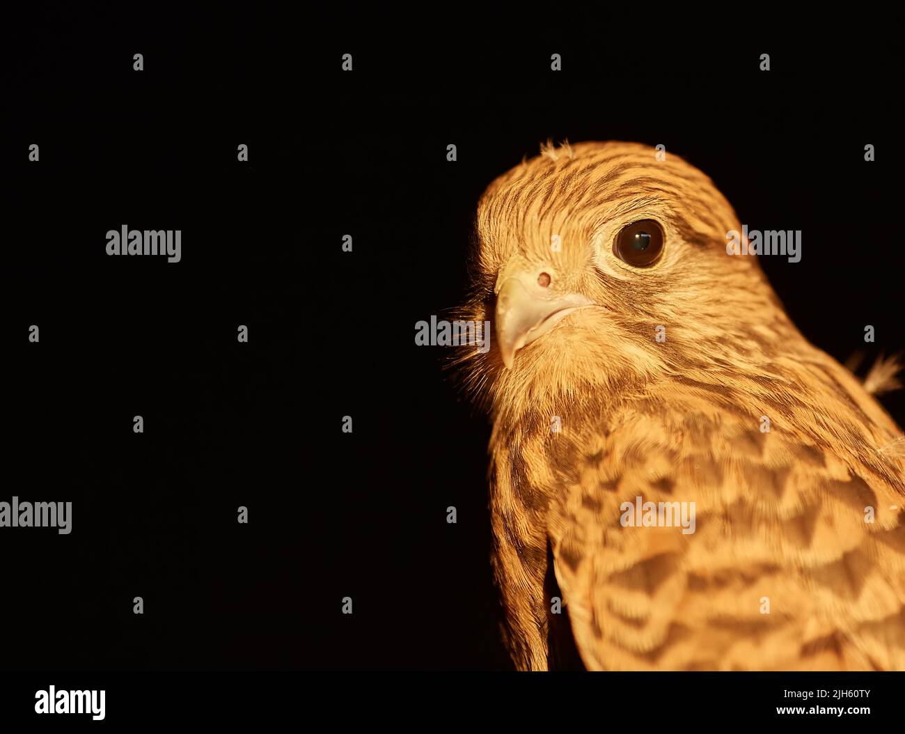 Vue rapprochée d'un faucon de Cooper, Accipiter cooperii, sur fond noir. Banque D'Images