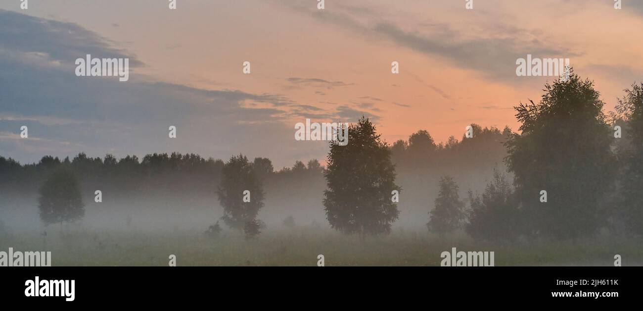Magnifique coucher de soleil sur un pré brumeux le soir d'été. Paysage de nature brumeux avec arbres. Banque D'Images
