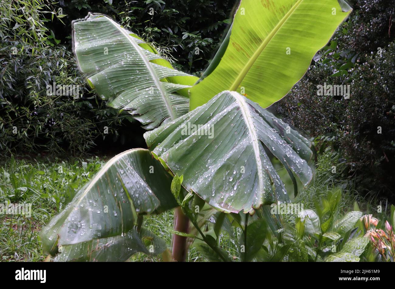 jeune palmier sous la pluie. avec gouttes de pluie sur les feuilles. à bodensee où il obtient le climat méditerranéen. Banque D'Images