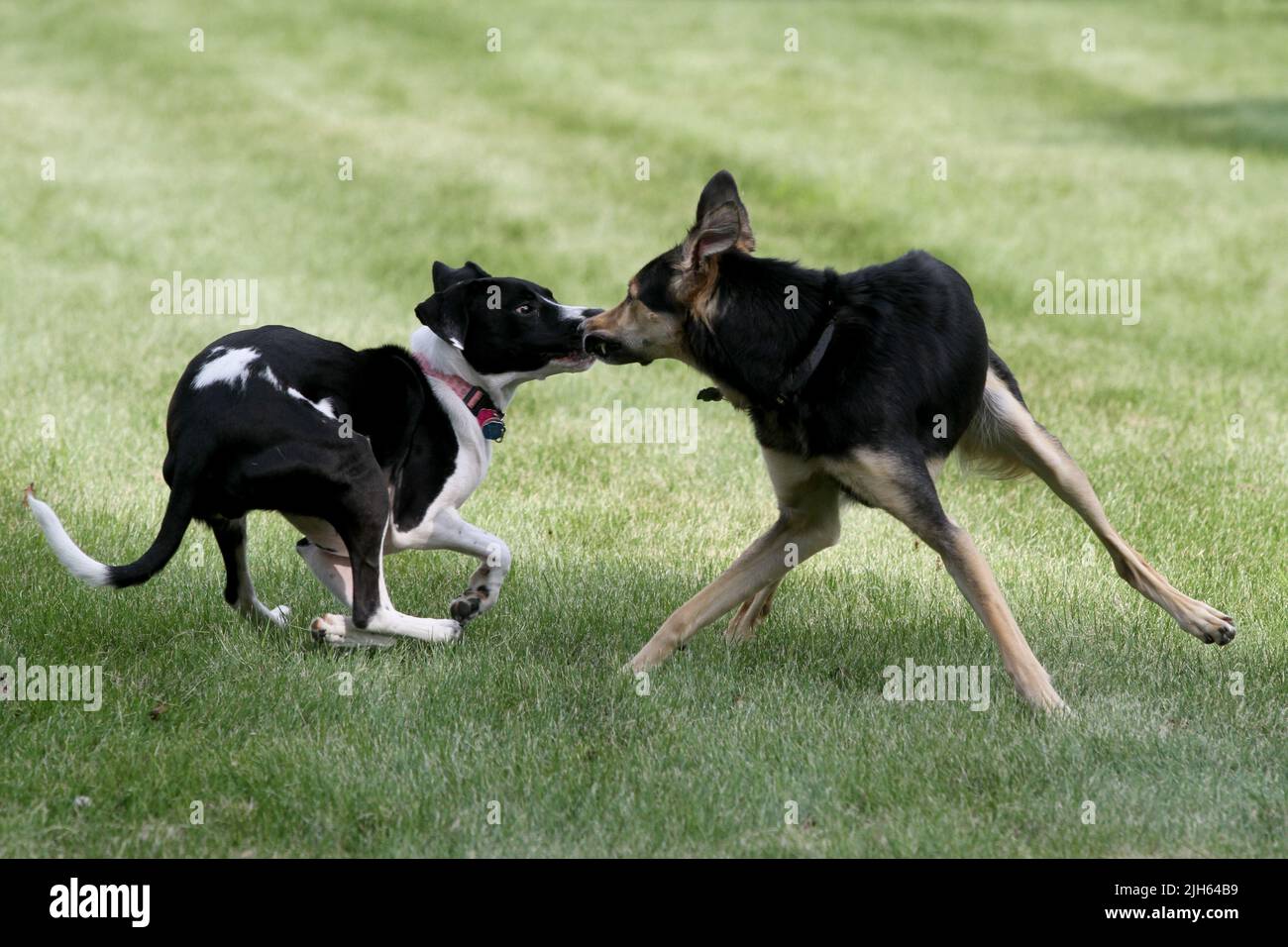 Deux chiens jouent ensemble après une rencontre dans un parc pour chiens. Banque D'Images