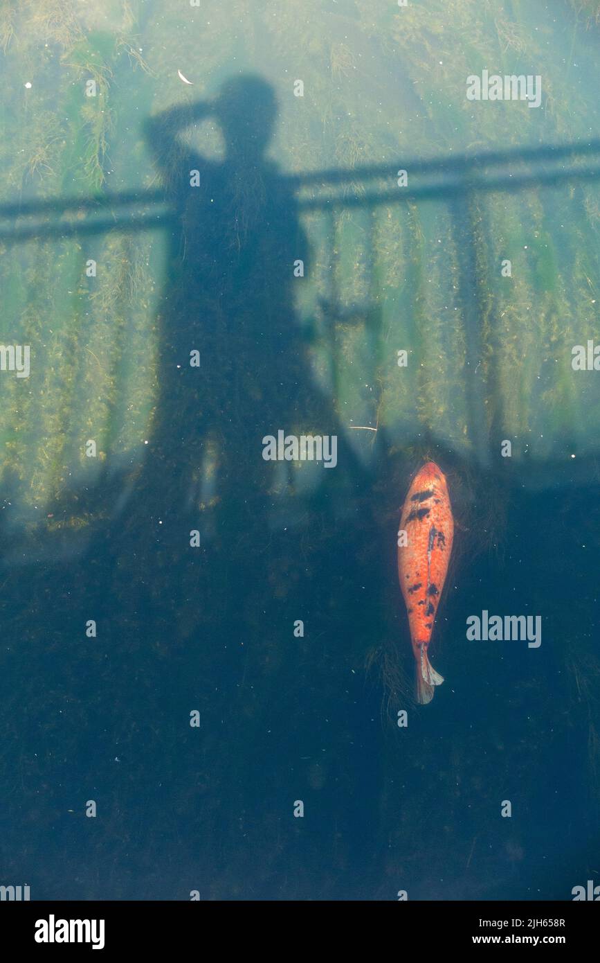 Un gros poisson carpe de Koi, probablement de plus de 40 cm de longueur, nage dans la rivière Longford où il doit avoir été libéré illégalement et envahit - car il ne s'agit pas d'une espèce naturelle indigène au Royaume-Uni - par un propriétaire d'animal de compagnie. Hampton, Middlesex. ROYAUME-UNI (131) Banque D'Images