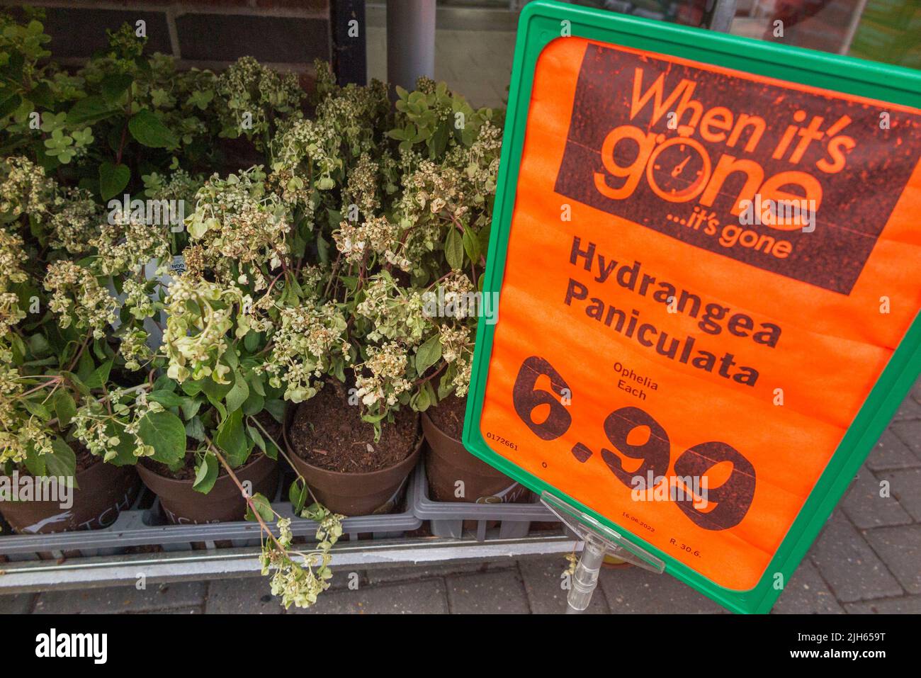 Fleur / fleurs / plante de literie en vente chez lidl magasin bricolage supermarché. Les plantes faneuses flétries meurent en raison d'un manque de soins / d'arrosage / de manque d'eau. ROYAUME-UNI. (131) Banque D'Images