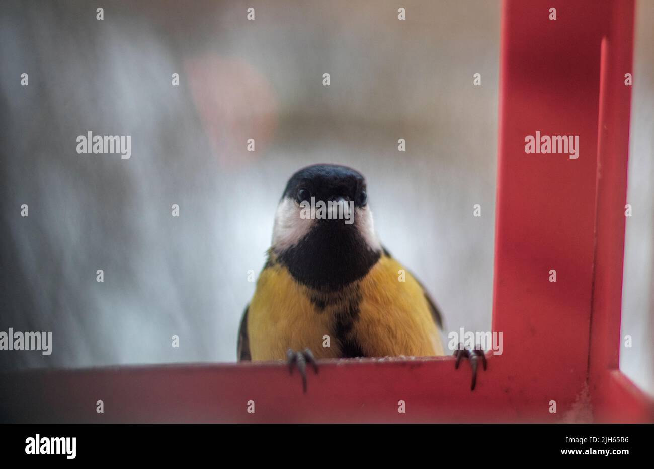 La grande dîme (Parus Major) est située sur une gouttière. Banque D'Images