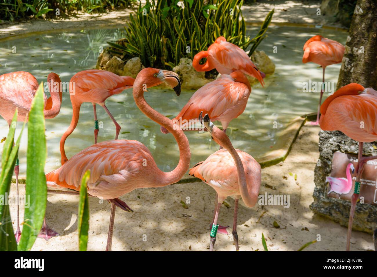 Flamants roses à l'ombre des arbres du parc, Playa del Carmen, Riviera Maya, Yu atan, Mexique. Banque D'Images