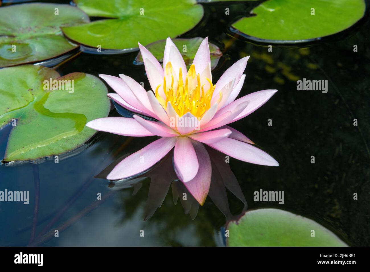 Nénuphars roses (Nymphaea Pink), variété American Star, Bade-Wurtemberg Banque D'Images