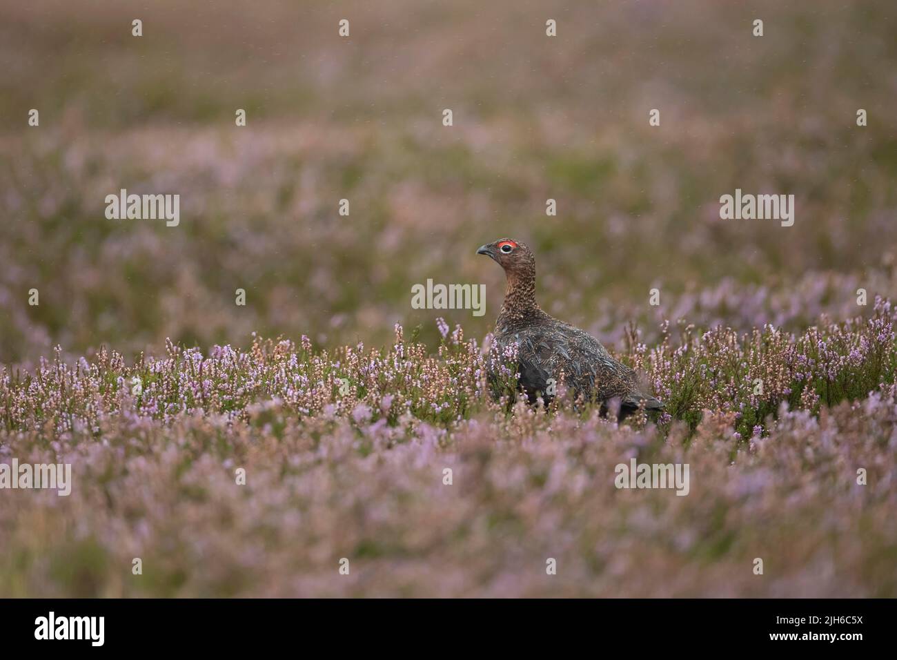 Tétras rouge (Lagopus lagopus scotica) oiseau mâle adulte sur une lande d'été en fleurs plantes chinées pendant une tempête de pluie, Yorkshire, Angleterre, Uni Banque D'Images