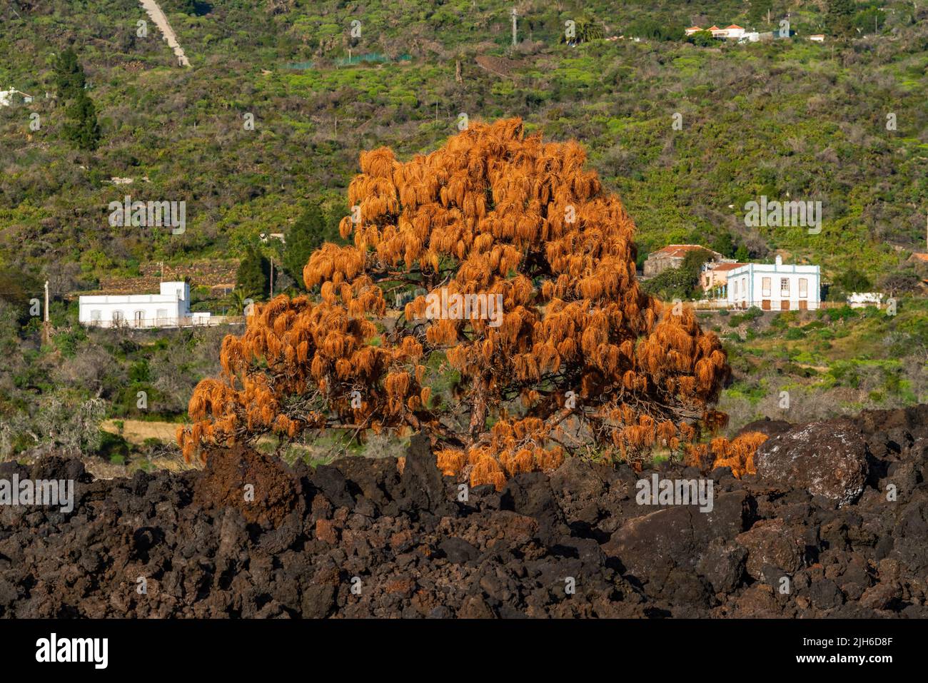 Arbre flétrisé dans le flux de lave, volcan Takogaite de l'éruption de 2021, île de la Palma, îles Canaries, Espagne Banque D'Images