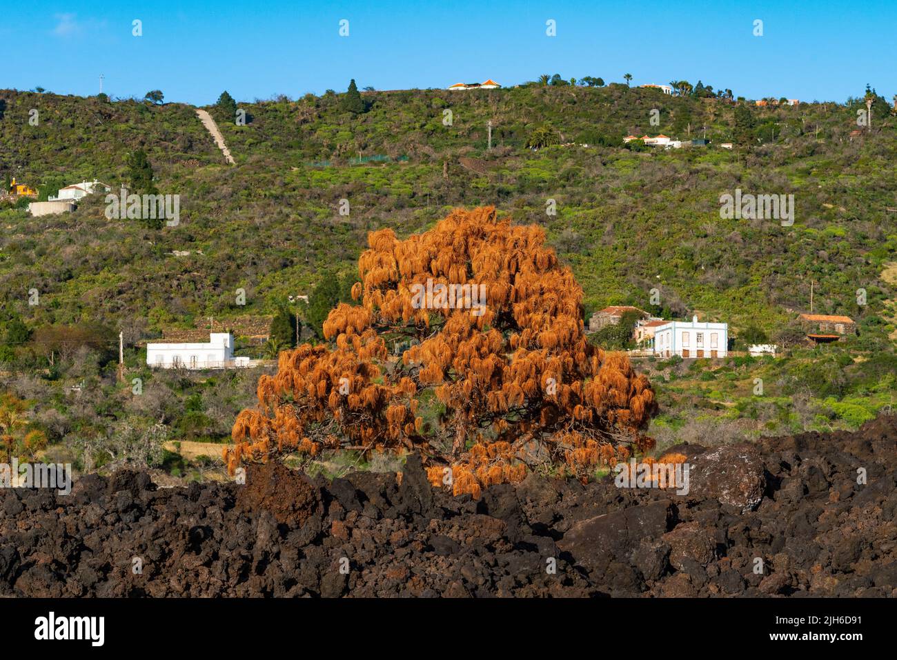Arbre flétrisé dans le flux de lave, volcan Takogaite de l'éruption de 2021, île de la Palma, îles Canaries, Espagne Banque D'Images
