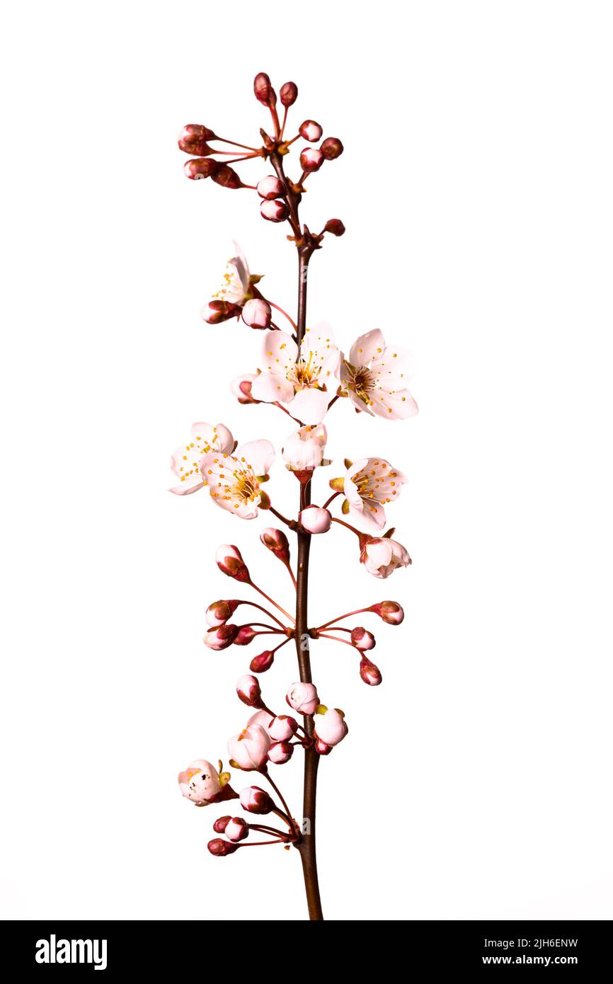 Prune de sang, myrobolane (Prunus cerasifera), rognée, fond blanc, prise de vue en studio Banque D'Images