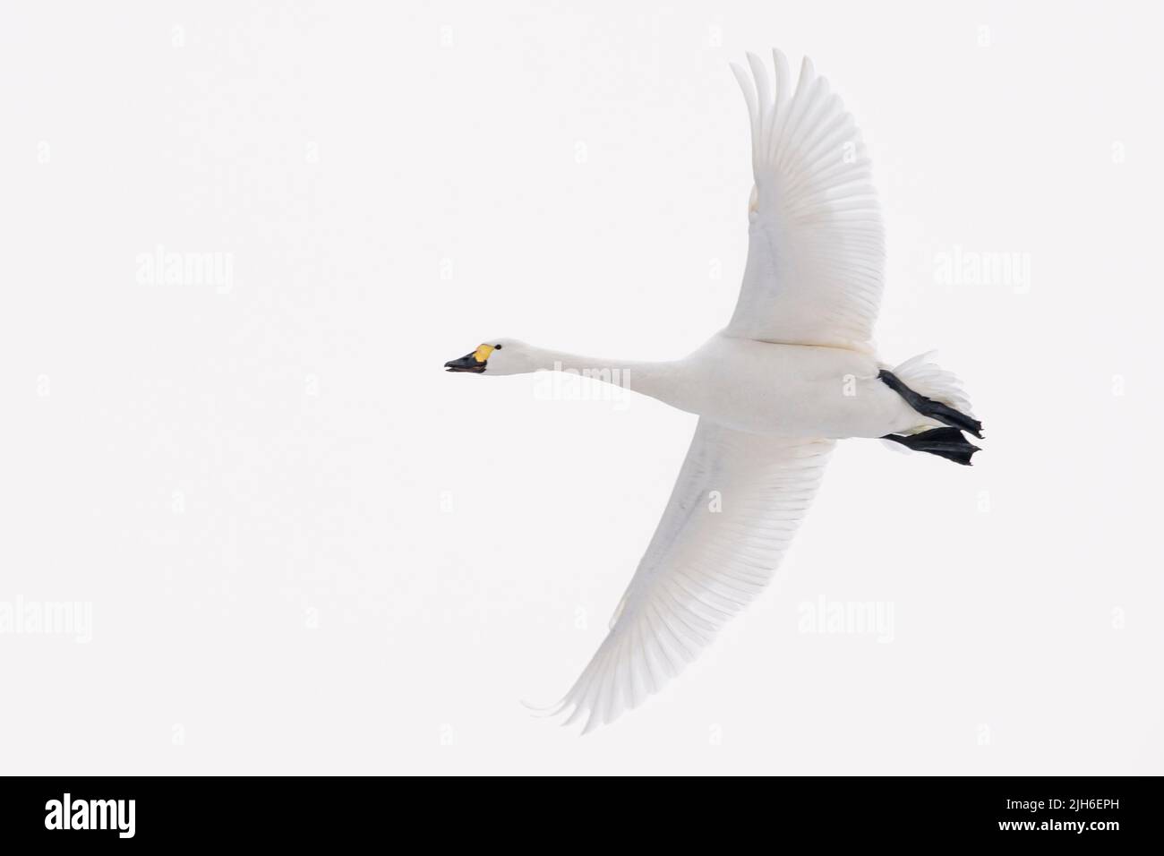 Toundra cygne (Cygnus bewickii) volant en hiver, oiseau migrateur, cygne, Lembrouch, Basse-Saxe, Allemagne Banque D'Images