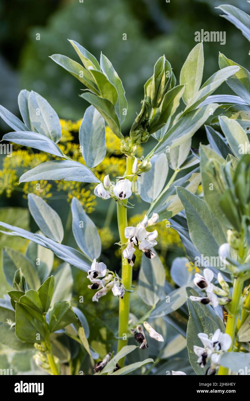 Fleurs blanches sur haricots végétaux. Les haricots végétaux sont des plantes de la famille des légumineuses Banque D'Images