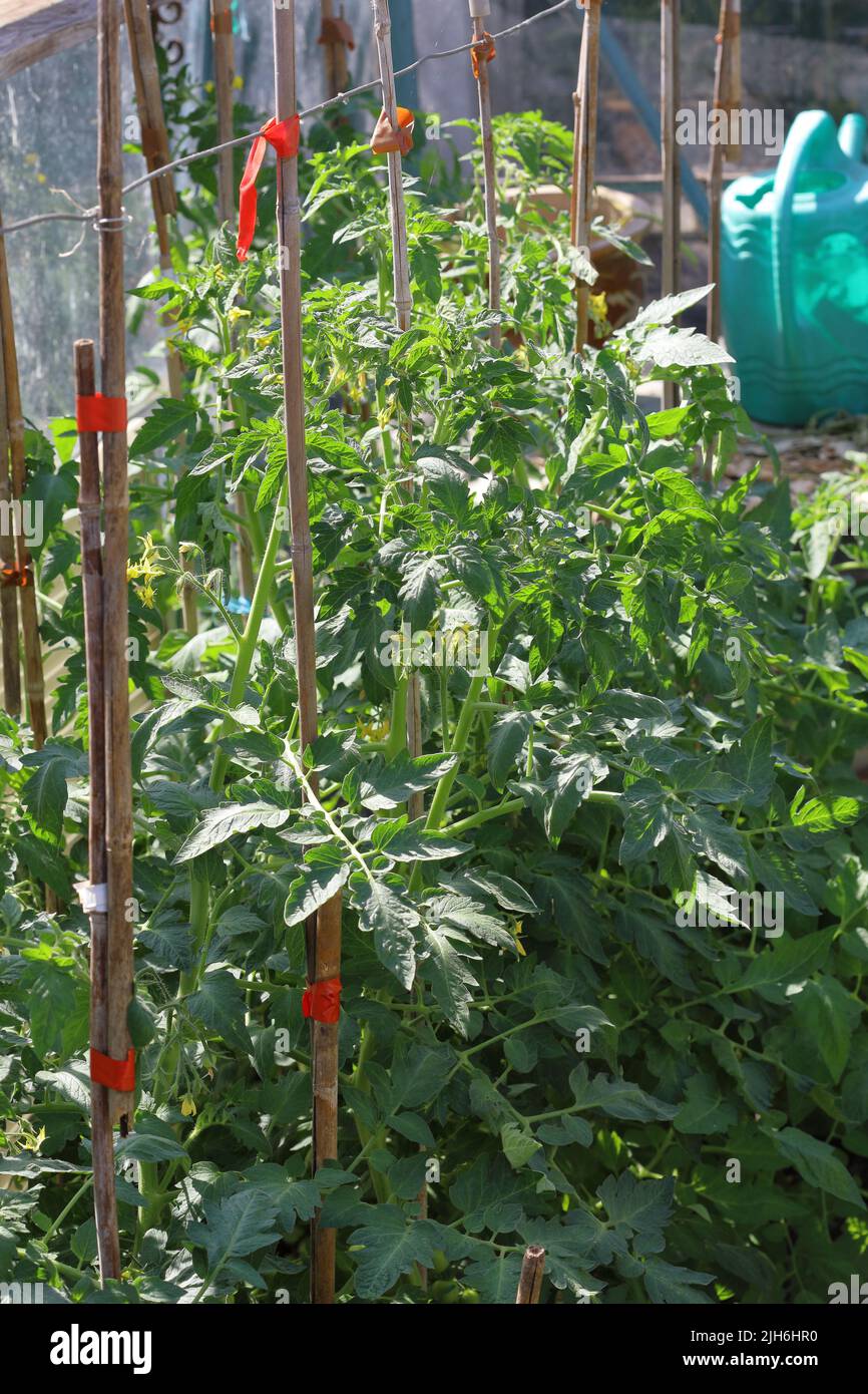 Des rangées de jeunes plants de tomates (Solanum lycopersicum) qui poussent des cannes de bambou dans une maison verte Banque D'Images