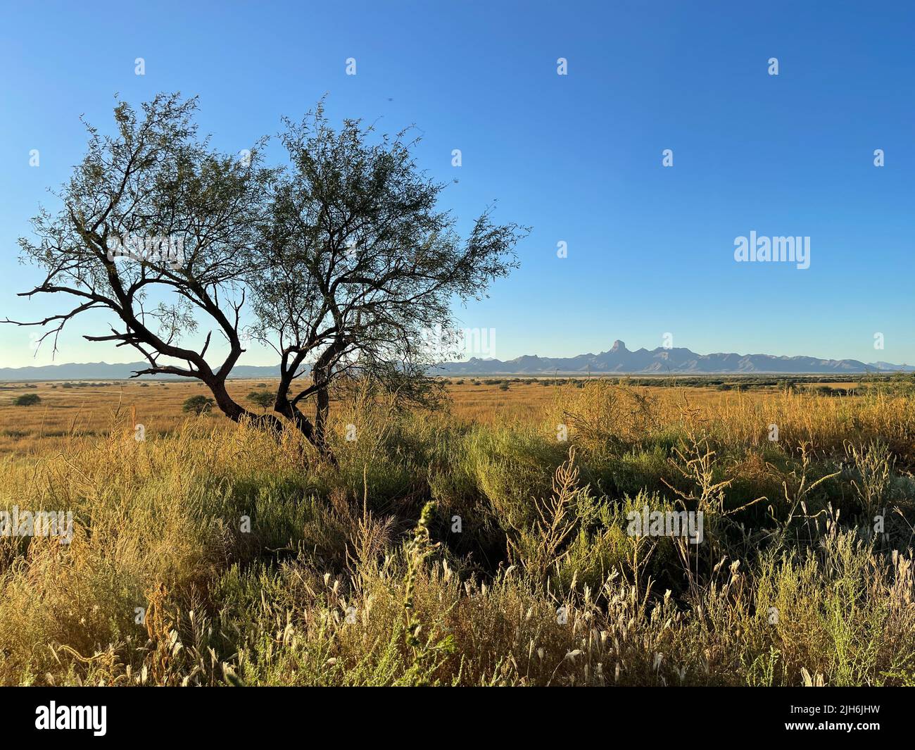 Tohono Oodham terrain public près d'Arivaca, Arizona. Refuge pour animaux sauvages. Banque D'Images