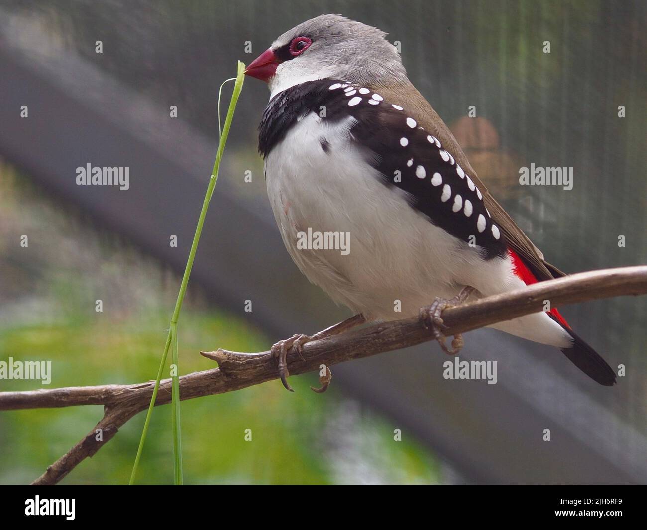 Un homme vivace et insiable Diamond FiRetail rebondit avec une lame d'herbe dans son projet de loi. Banque D'Images