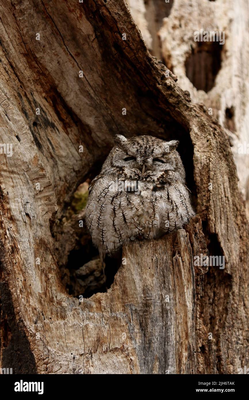 Hibou des montagnes de l'est adulte Banque D'Images