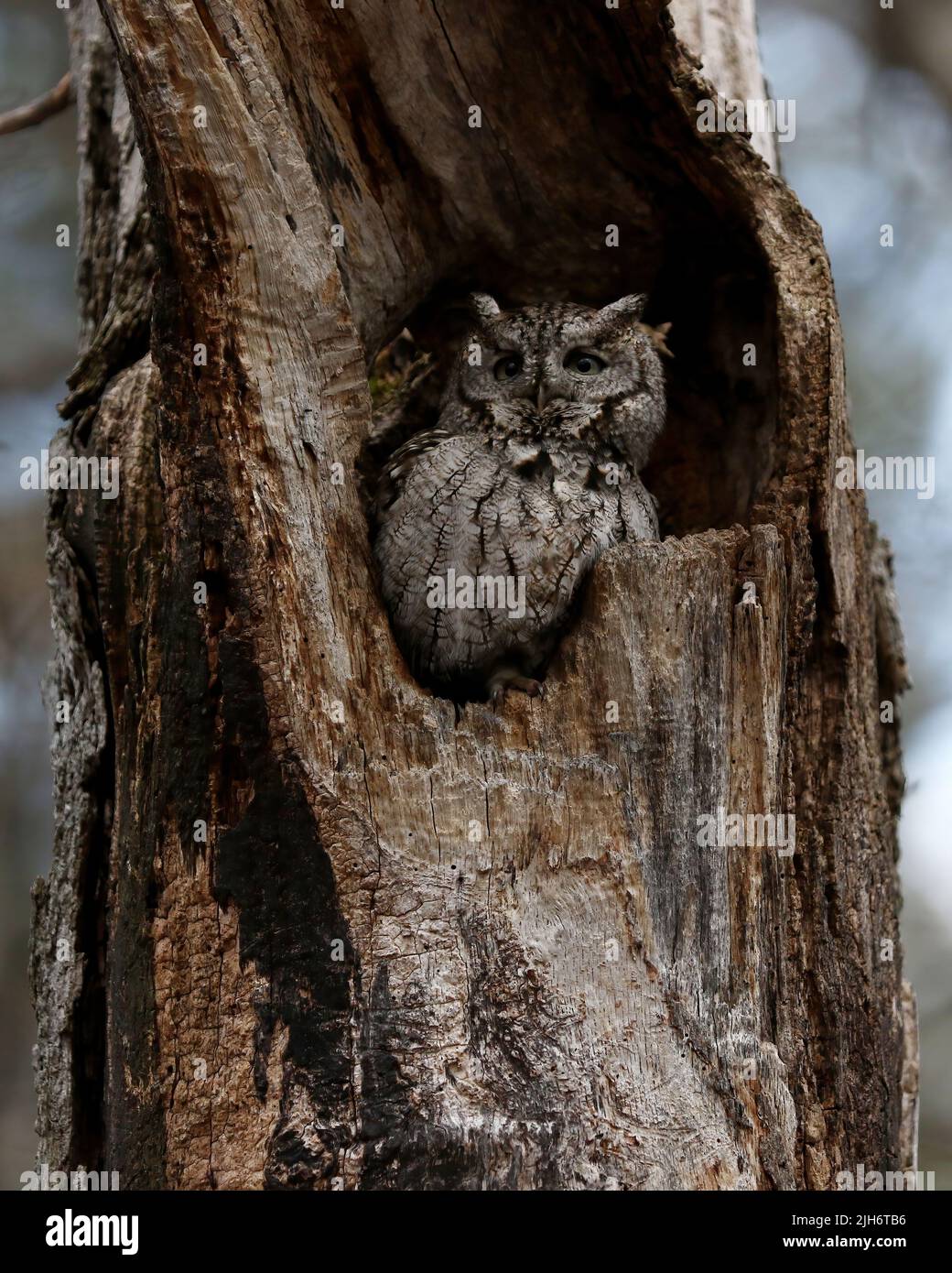 Hibou des montagnes de l'est adulte Banque D'Images