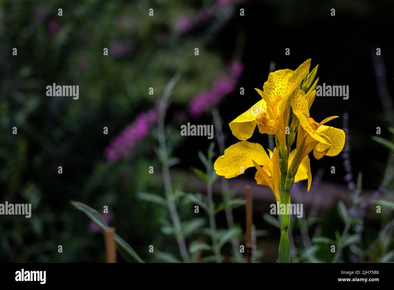 Fleur jaune dans le jardin d'Atlanta Banque D'Images