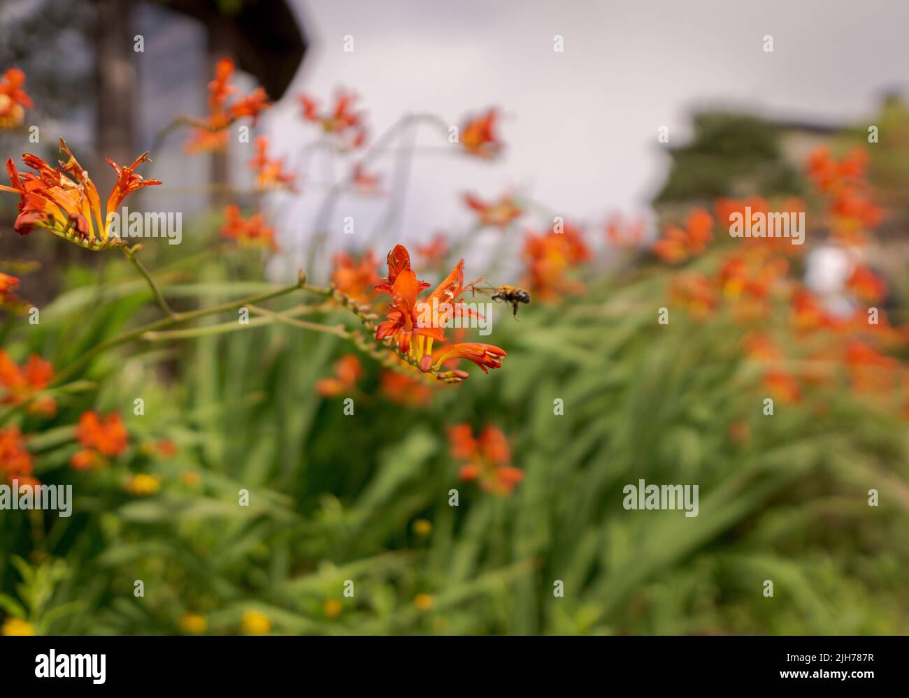 Une abeille et une belle fleur d'orange dans un jardin Banque D'Images